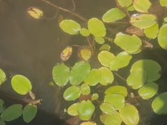 Potamogeton australiensis