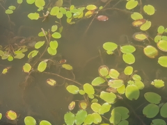 Potamogeton australiensis
