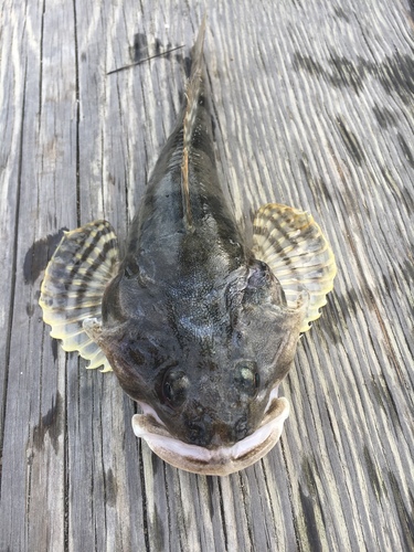 Pacific Staghorn Sculpin