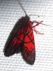 Fossia sirikitae