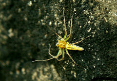 Oxyopes javanus