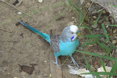Melopsittacus undulatus domesticus