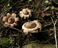Geastrum australe
