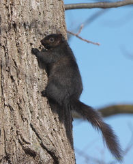Sciurus carolinensis
