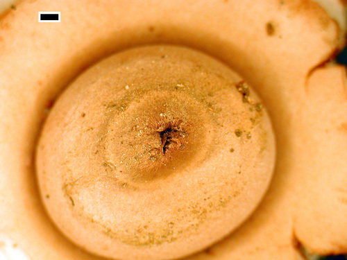 Geastrum australe (Photo 2 of 5)