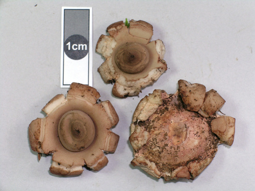Geastrum australe (Photo 3 of 5)