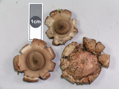 Geastrum australe