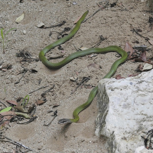 Salmon-bellied Racer, Mastigodryas melanolomus