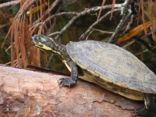 Coastal Plain Cooter