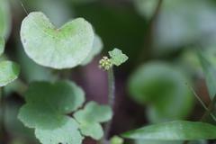Hydrocotyle bowlesioides