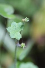 Hydrocotyle bowlesioides