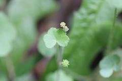 Hydrocotyle bowlesioides