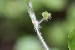 Hydrocotyle bowlesioides