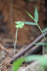 Hydrocotyle bowlesioides