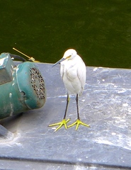 Egretta thula