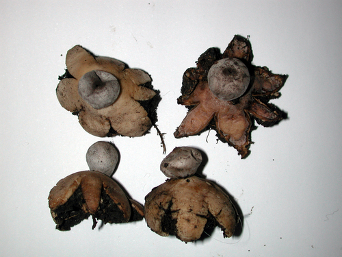 Geastrum coronatum