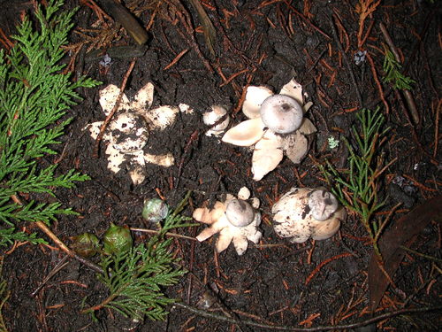 Geastrum coronatum (Photo 2 of 3)