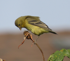 Spinus psaltria