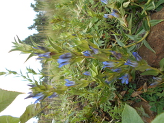 Gentiana spathacea