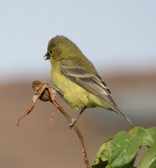 Spinus psaltria