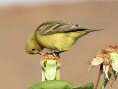 Spinus psaltria