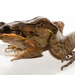 Leptodactylus bolivianus - Photo (c) Brian Gratwicke,  זכויות יוצרים חלקיות (CC BY)
