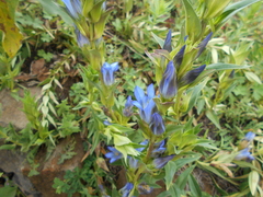 Gentiana spathacea