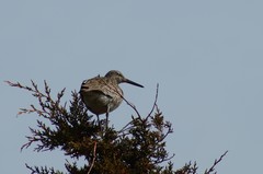 Tringa semipalmata semipalmata