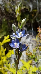 Thelymitra aemula