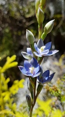 Thelymitra aemula