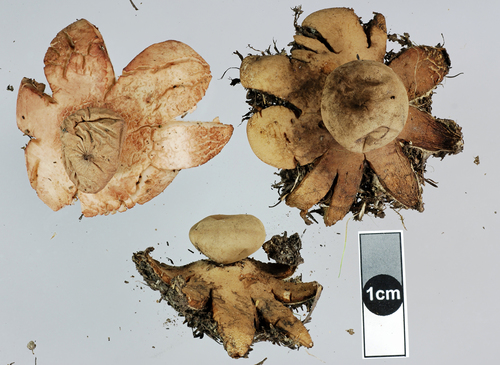 Geastrum rufescens