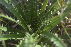 Alpaida quadrilorata