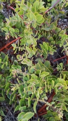 Arctostaphylos purissima