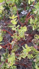 Arctostaphylos purissima