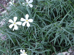 Phlox tenuifolia
