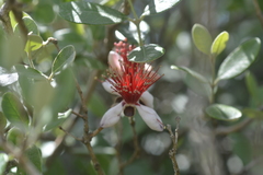 Feijoa sellowiana