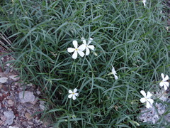 Phlox tenuifolia