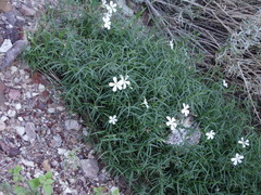 Phlox tenuifolia