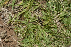 Atillum