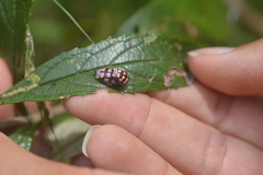Alagoasa decemguttata