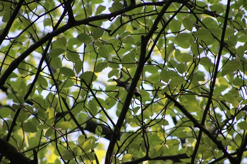 Sjenice (Paridae)