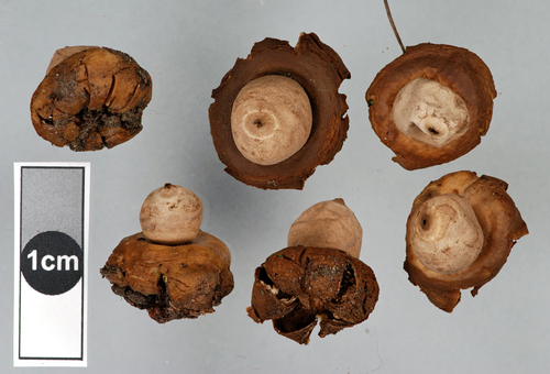 Geastrum