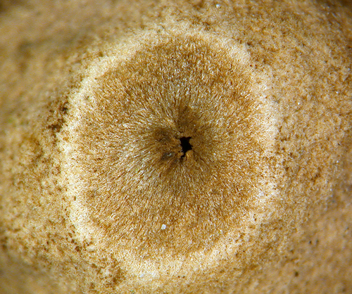 Geastrum (Photo 2 of 5)