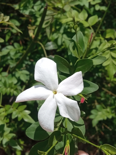 Jasminum officinale