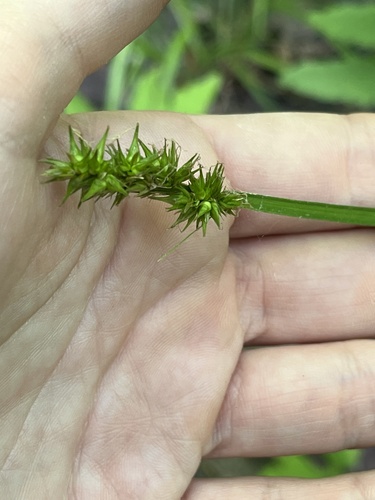 Carex stipata iNat (3)