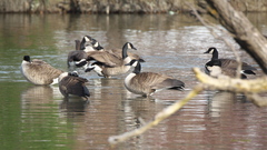 Branta canadensis