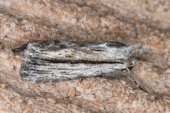 Oncocnemidinae