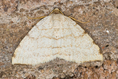 Taeniogramma octolineata