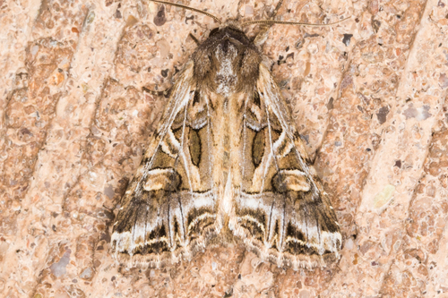 Trichordestra prodeniformis Smith