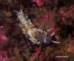 Rubramoena rubescens